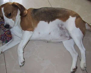 狗狗怀孕应注意什么