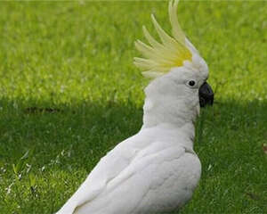 葵花凤头鹦鹉的品种简介