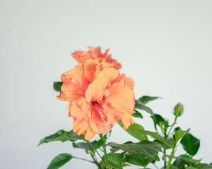 扶桑花什么时候修剪