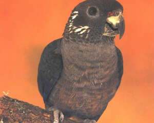 暗色鹦鹉的喂食要点