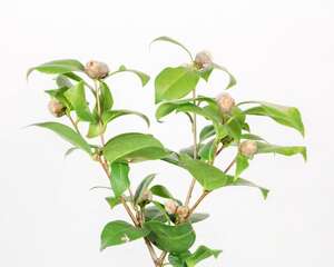 茶花花期怎么养护