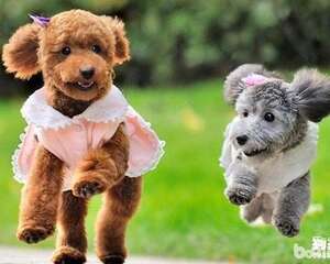 夏日带狗狗出行需要注意的四件大事