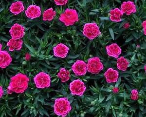 这花爆开50朵，剪几枝送人倍有面子，再也不用买花了！