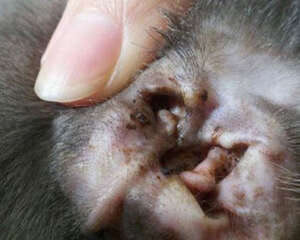 给家里猫咪耳道的检查以及清理方法