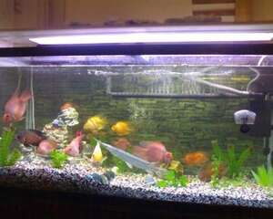 谈谈鱼缸上滤与鱼缸过滤桶