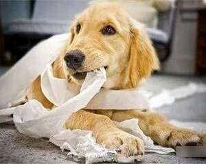 狗狗毛发干枯、毛色不好怎么办？