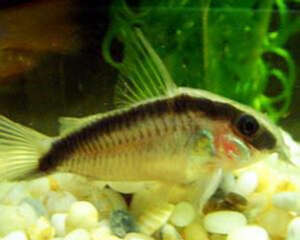 印第安鼠的喂食要点