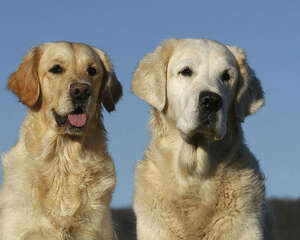 一个狗狗太孤单，家养两只狗的常见问题解析