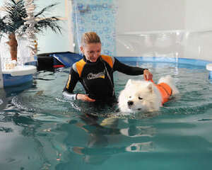 狗狗减压，为狗狗按摩必知