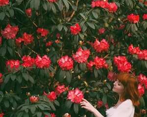 最名贵的杜鹃品种，开花比碗口还大，零下30℃冻不死！