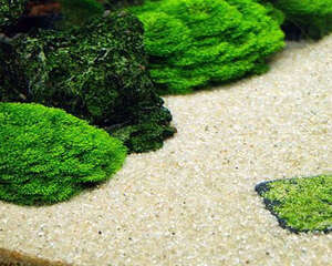 水族箱前景草的种植方法