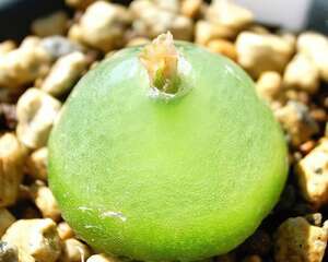 灯泡Conophytum burgeri,沙漠精灵的大眼睛~