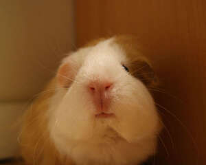 荷兰猪与人类年龄换算表