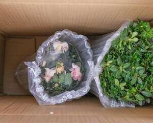 百合花杜鹃怎么养