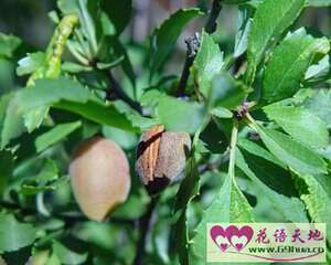 扁桃的花语：丰足和美满