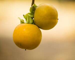 柿子的常见品种分类