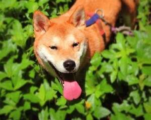 幼犬饲养的注意事项都有哪些，幼犬如何饲养