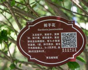 十月“栀子花”这么养，喷点“它”，叶子油绿花开一茬