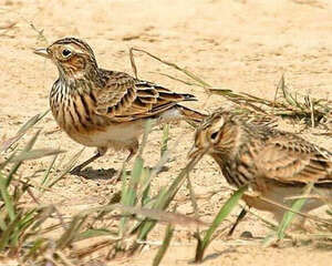 云雀的形态特征