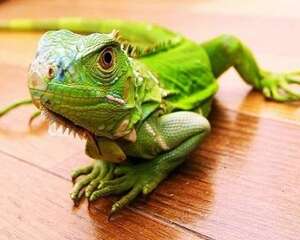 绿鬣蜥多少钱一只？怎么饲养绿鬣蜥？