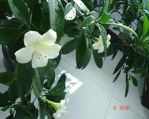 　牡羊座的开运植物