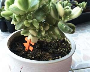可能会美死：多肉植物黄熊、白熊、绿熊各种形态与养护指南
