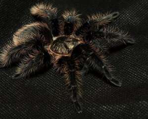 洪都拉斯卷毛有毒吗？洪都拉斯卷毛怎么养？