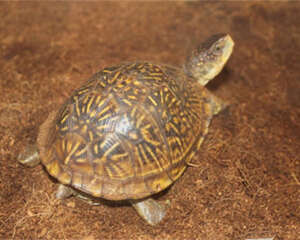 三趾箱龟的形态特征