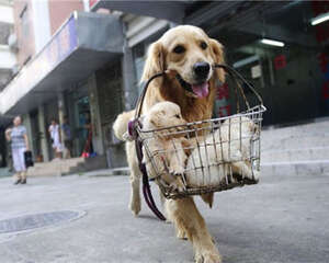 训练金毛的最佳时间