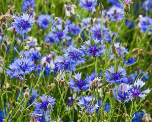 矢车菊的花语是什么