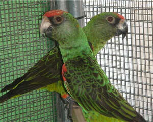 贾丁氏鹦鹉的生活环境