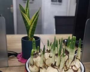 水仙花为什么要切球