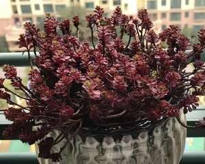 这花别急着搬屋里，扔外头晒晒，颜色更漂亮！