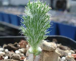 雾冰玉 Eriospermum paradoxum