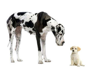 你的狗狗为什么难交朋友