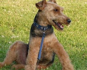 保存狗粮要注意些什么