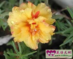 太阳花的花语：光明、热烈