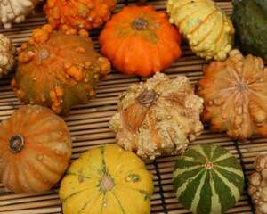 宝宝能吃南瓜吗，宝宝吃南瓜的好处有哪些