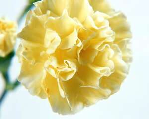 黄色康乃馨的花语——抛弃