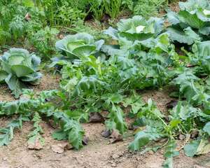 种萝卜的方法和步骤