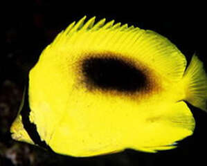 镜斑蝴蝶鱼的喂食要点