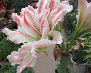 朱顶红几月份剪叶子