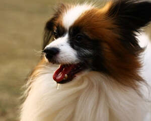 蝴蝶犬的寿命是多久