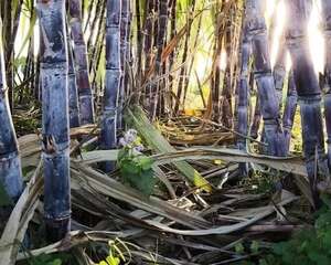 甘蔗棒子插土里，7天冒芽，来年窜到房顶高，吃不完！