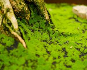 沙土地适合种什么树