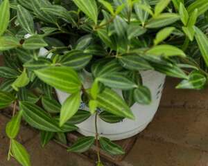 白脉椒草掉叶子怎么办