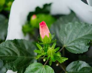 扶桑的水培扦插方法，怎么生根快