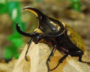 甲虫吃什么？甲虫吃的食物