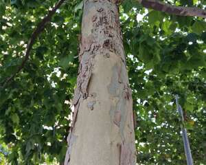 梧桐的虫害防治