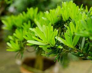 扦插罗汉松几天会生根，扦插生根最快方法